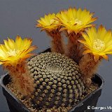 Reicheocactus pseudoreicheanus v. Guandacol (Argentina) PG   ÉPUISÉ - OUT of STOCK - AGOTADO